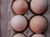Wild Turkey Eggs Union Square Greenmarket - NYC