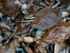 Fresh caught crabs Union Square Greenmarket - NYC
