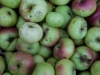 lady apples Union Square Greenmarket - NYC