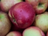 apples Union Square Greenmarket - NYC